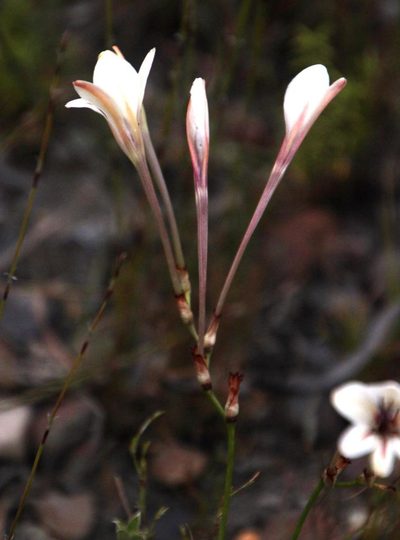 Tritonia cooperi, photographed by Tony Rebelo