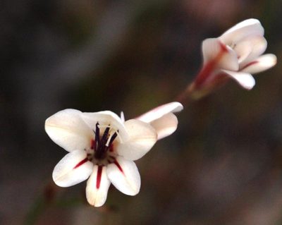Tritonia cooperi, photographed by Tony Rebelo
