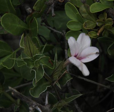 Barleria irritans, photographed by Tony Rebelo
