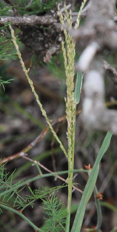 Digitaria argyrograpta, photographed by Tony Rebelo