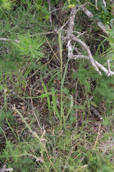 Digitaria argyrograpta, photographed by Tony Rebelo