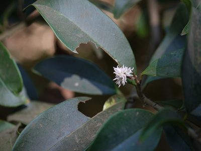 Chionanthus mala-elengi, photographed by Dinesh Valke