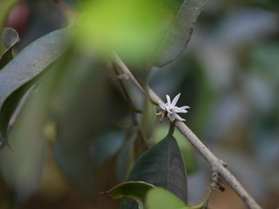 Chionanthus mala-elengi, photographed by Dinesh Valke