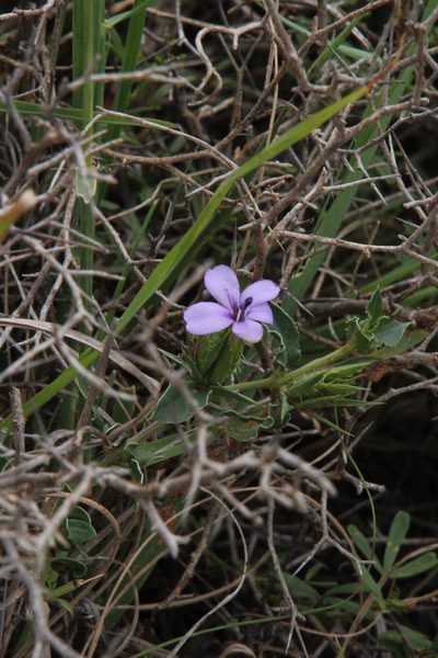 Barleria irritans, photographed by Tony Rebelo
