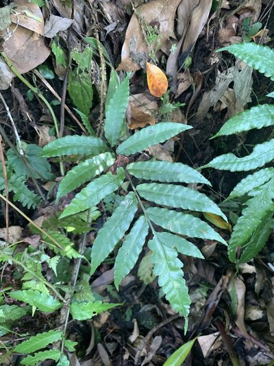 Bolbitis subcordata, photographed by 呂一起(Lyu yi-chi)