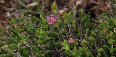Mestoklema illepidum, photographed by Tony Rebelo