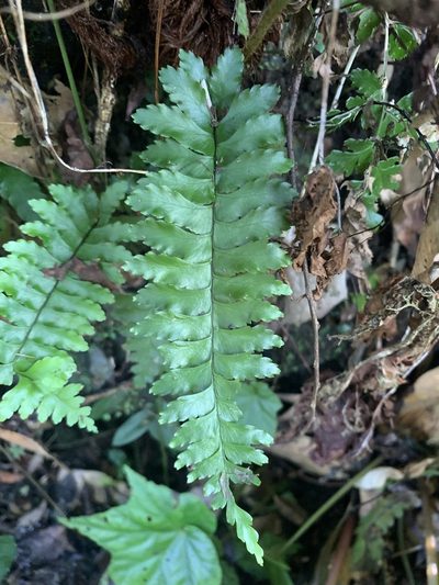 Hymenasplenium apogamum, photographed by 呂一起(Lyu yi-chi)