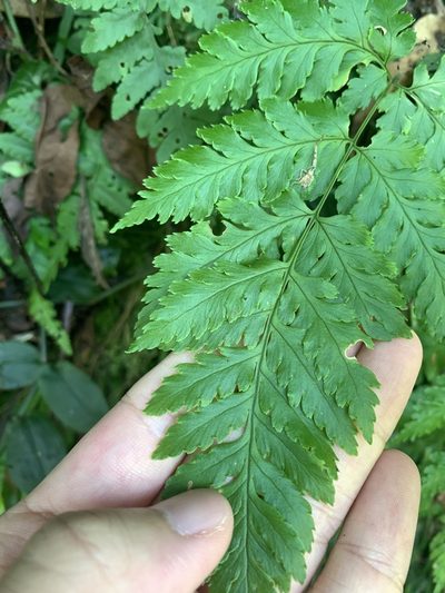 Dryopteris sparsa, photographed by 呂一起(Lyu yi-chi)