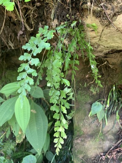 Asplenium pseudolaserpitiifolium, photographed by 呂一起(Lyu yi-chi)