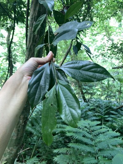 Cryptocarya chinensis, photographed by 呂一起(Lyu yi-chi)