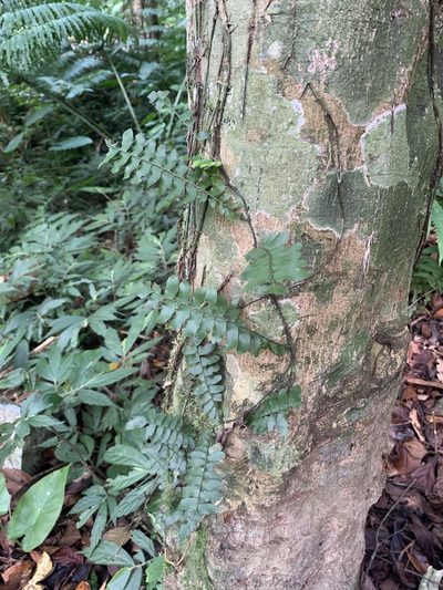 Arthropteris palisotii, photographed by 呂一起(Lyu yi-chi)