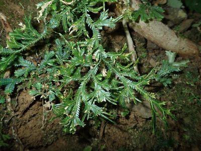 Selaginella doederleinii, photographed by 呂一起(Lyu yi-chi)