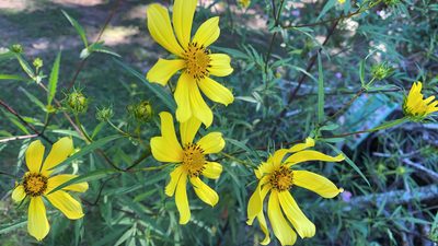 Bidens aristosa, photographed by Hunter Hammil