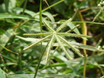 Dactyloctenium giganteum, photographed by Andrew Deacon