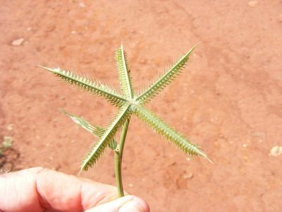 Dactyloctenium giganteum, photographed by Andrew Deacon