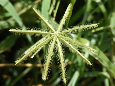 Dactyloctenium giganteum, photographed by Andrew Deacon