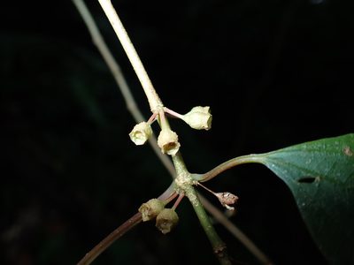 Blastus cochinchinensis, photographed by 呂一起(Lyu yi-chi)