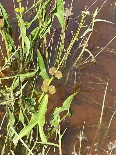 Sagittaria australis, photographed by Carol Ann McCormick