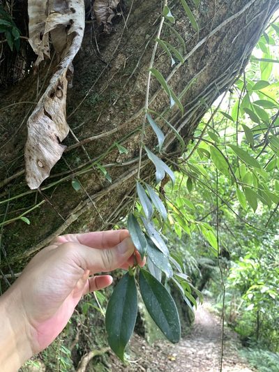 Aeschynanthus acuminatus, photographed by 呂一起(Lyu yi-chi)