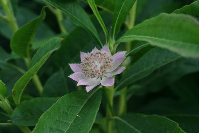 Astrantia maxima, photographed by Oleg Kosterin
