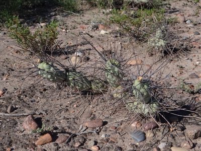 Tephrocactus aoracanthus, photographed by Guillermo Debandi