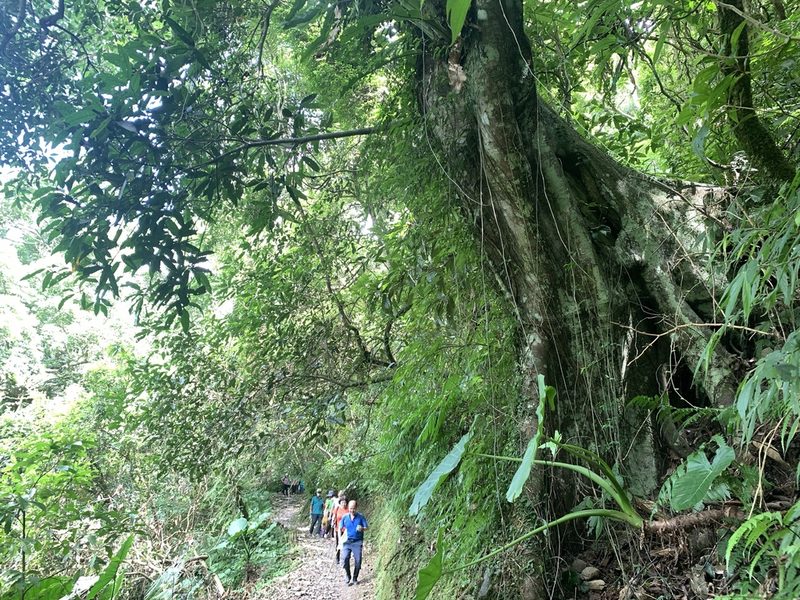 Ficus nervosa, photographed by 呂一起(Lyu yi-chi)