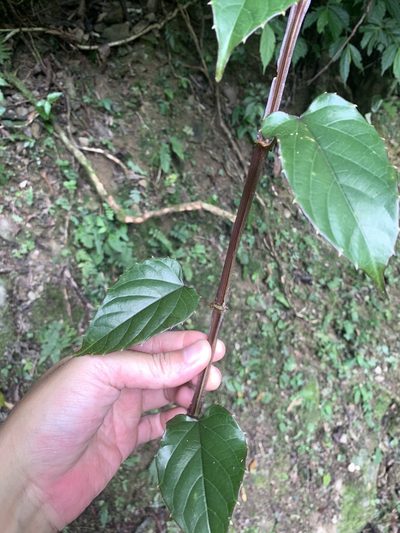 Cissus pteroclada, photographed by 呂一起(Lyu yi-chi)