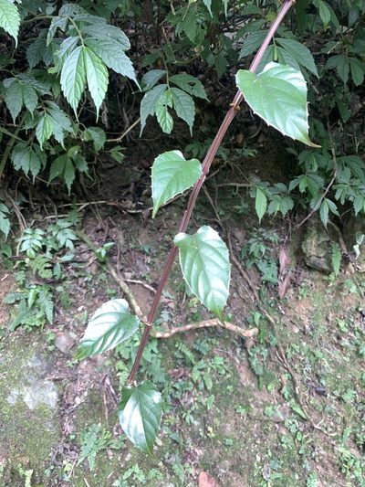 Cissus pteroclada, photographed by 呂一起(Lyu yi-chi)
