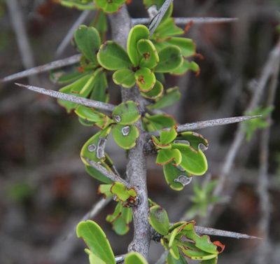 Gymnosporia capitata, photographed by Tony Rebelo