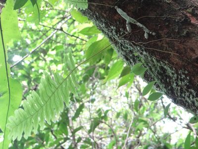 Goniophlebium formosanum, photographed by 呂一起(Lyu yi-chi)
