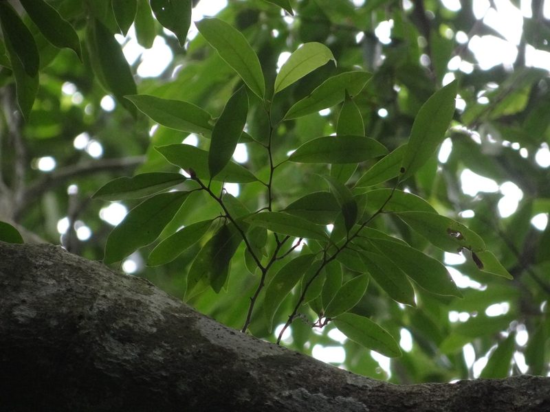 Magnolia compressa, photographed by 呂一起(Lyu yi-chi)