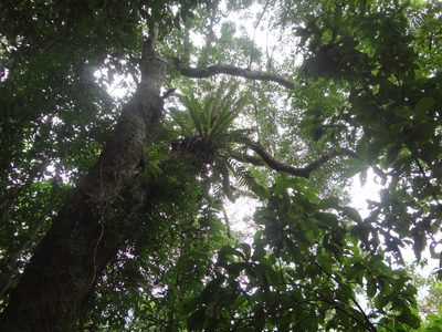 Magnolia compressa, photographed by 呂一起(Lyu yi-chi)