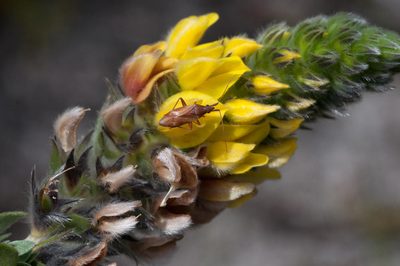 Aspalathus sericea, photographed by magriet b