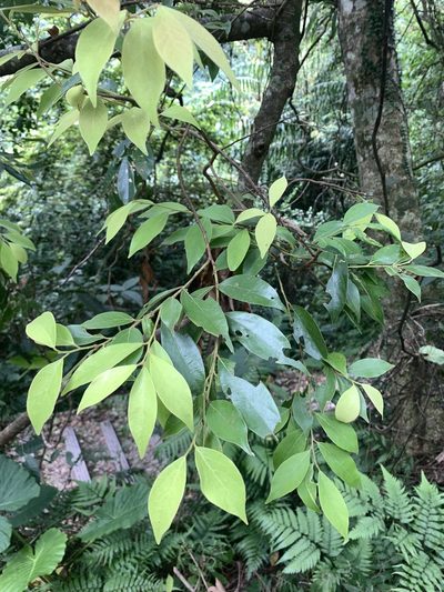 Lindera communis, photographed by 呂一起(Lyu yi-chi)