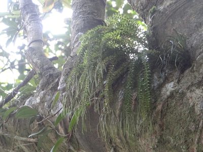 Phlegmariurus phlegmaria, photographed by 呂一起(Lyu yi-chi)