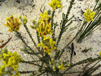 Aspalathus quinquefolia, photographed by linkie