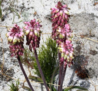 Lachenalia montana, photographed by linkie
