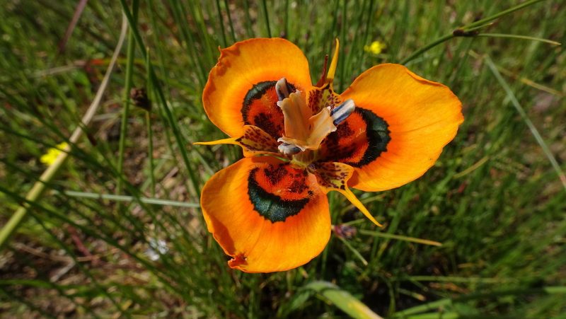 Moraea tulbaghensis, photographed by Paul Emms