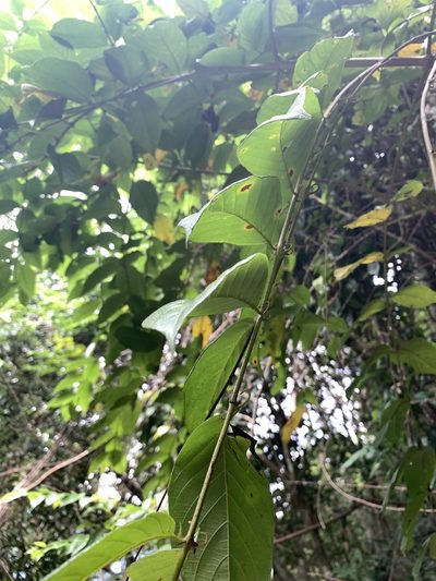Uncaria hirsuta, photographed by 呂一起(Lyu yi-chi)