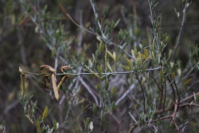 Calobota cytisoides, photographed by Tony Rebelo