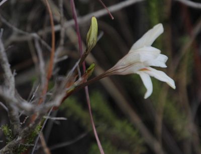 Tritonia flabellifolia, photographed by Tony Rebelo