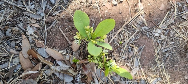 Dichapetalum cymosum, photographed by Nic Knott-Craig