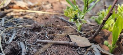 Dichapetalum cymosum, photographed by Nic Knott-Craig