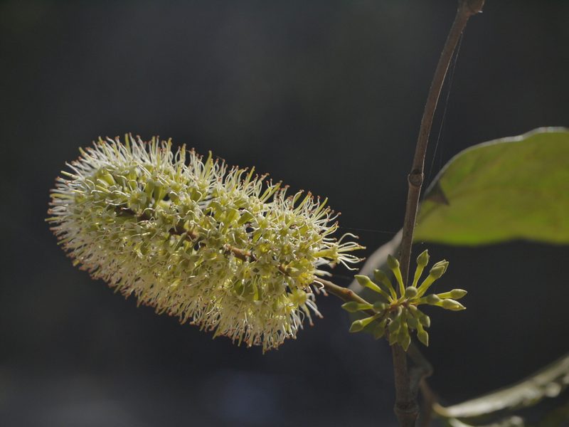 Combretum latifolium, photographed by Dinesh Valke