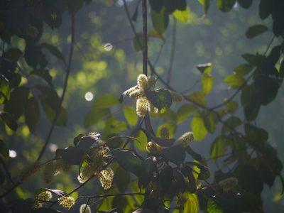 Combretum latifolium, photographed by Dinesh Valke