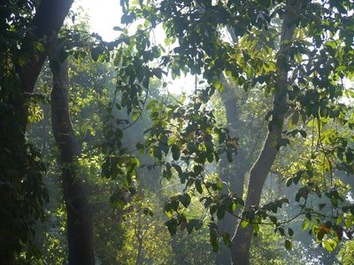 Combretum latifolium, photographed by Dinesh Valke