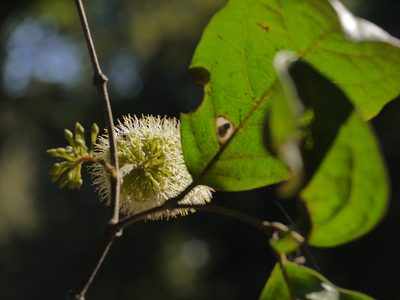 Combretum latifolium, photographed by Dinesh Valke
