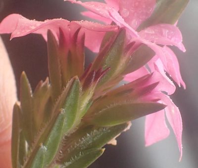 Acmadenia latifolia