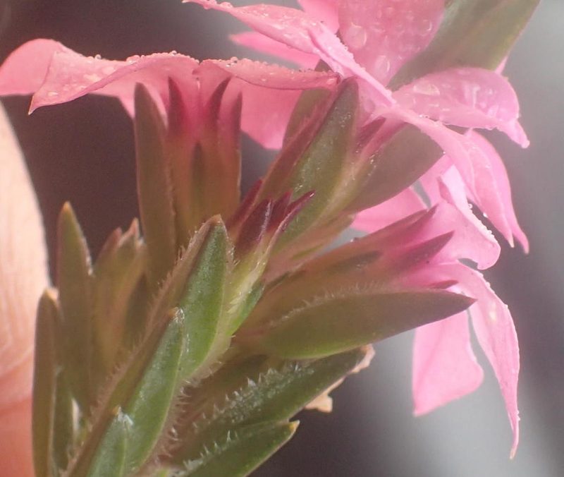 Acmadenia latifolia, photographed by Nicola van Berkel