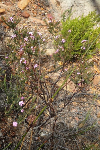 Acmadenia latifolia, photographed by Nicola van Berkel